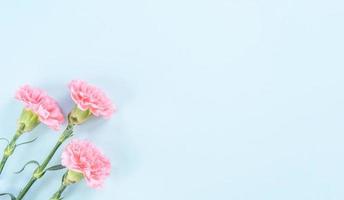 Beautiful fresh blooming baby pink color tender carnations isolated on bright blue background, mothers day thanks design concept,top view,flat lay,copy space,close up,mock up photo