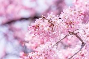 Beautiful cherry blossoms sakura tree bloom in spring in the castle park, copy space, close up, macro. photo