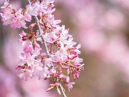 Beautiful cherry blossoms sakura tree bloom in spring in the castle park, copy space, close up, macro. photo