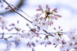 Beautiful yoshino cherry blossoms sakura Prunus  yedoensis tree bloom in spring in the castle park, copy space, close up, macro. photo