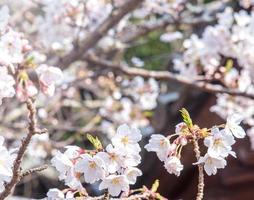 Beautiful yoshino cherry blossoms sakura Prunus  yedoensis tree bloom in spring in the castle park, copy space, close up, macro. photo
