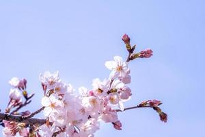 hermosas flores de cerezo yoshino sakura prunus yedoensis árbol florece en primavera en el parque del castillo, copie el espacio, cierre, macro. foto