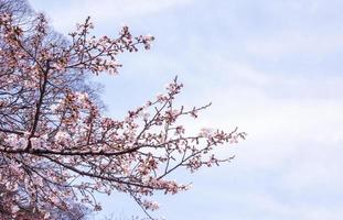 Beautiful yoshino cherry blossoms sakura Prunus  yedoensis tree bloom in spring in the castle park, copy space, close up, macro. photo