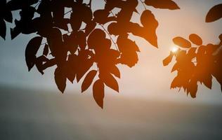 la imagen de la sombra no es negra, se produce de forma natural. concepto de belleza natural foto