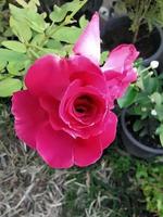 Focus on a single red rose blooming in the morning. photo
