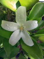 Focus on the water droplets on the soft white petals of Orange Jessamine. photo