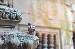 Pigeons that perched on rocks Bird watching concept With copy space photo