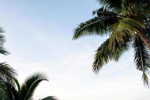 The coconut trees and the sky have beautiful clouds. photo