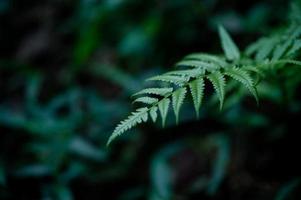 hojas de la naturaleza que son abundantes en la temporada de lluvias, conceptos naturales foto