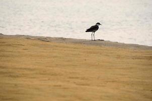 pájaro en la playa de arena foto