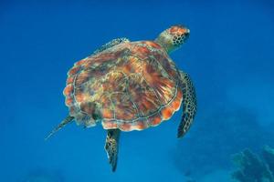 tortuga carey en el mar azul foto