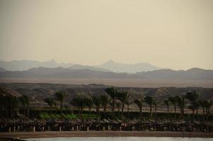 muchas palmeras con desierto y montañas foto