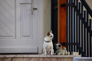 dos perros reales y plasticos foto