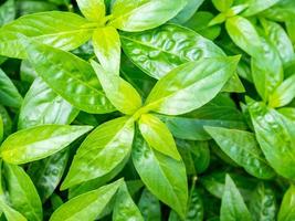 fresh herbal plant leaves Andrographis paniculata photo