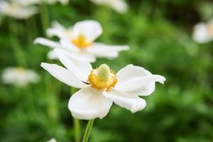 japanese anemone on green background photo