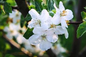 apple blossom in spring photo