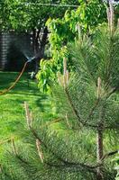 pine on the lawn while watering