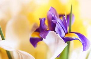 iris flower on blur background photo