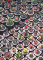 Background of many colorful Gymnocalycium variegated cactus are growing on flower pots in high angle view photo