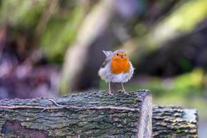 Robin standing on a log in springtime