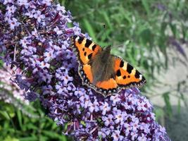 pequeña tortuga alimentándose de una buddleia foto