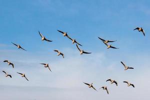 Greylag Geese in Flight photo