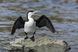 cormorán de varios colores junto al mar foto