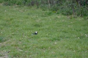 White headed Blackbird in the grass searching for food photo