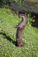 Eurasian Otter in the grass photo