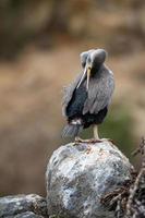 Spotted Shag preening in New Zealand photo