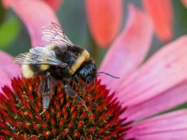 Bee on an Echinacea photo