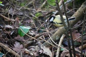 Great Tit perched on a branch photo