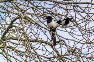 Common Magpies in a tree in springtime near East Grinstead photo