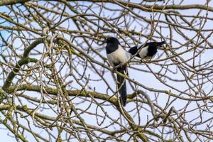 Urracas comunes en un árbol en primavera cerca de East Grinstead foto