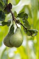 Pears growing and ripening in a garden in Italy