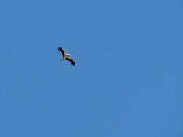 Stork flying across a blue sky photo