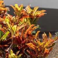 Variegated Croton flowering in Puerto de Mogan, Gran Canaria, Spain photo