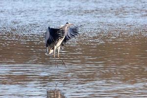 Grey Heron Coming in to Land photo