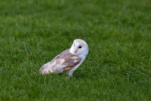 Barn Owl on the ground photo