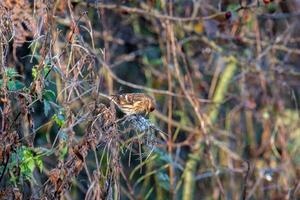 Female Common Redpoll photo