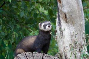 Polecat Coloured Ferret photo