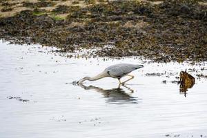 garza gris en aguas poco profundas en restronguet creek en Cornualles foto