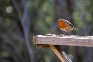 Close-up of an alert Robin standing on wooden table photo