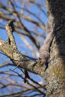 ardilla gris mirando desde un árbol foto