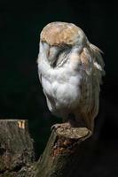 Barn Owl perched on a tree stump