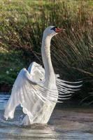 ballet del cisne mudo en el lago foto