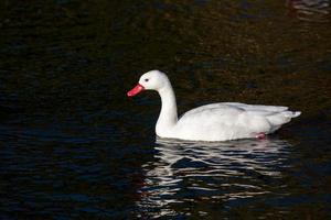 Coscoroba Swan swimming across a lake photo