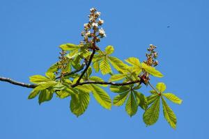 Horse Chestnut Tree Bursting With New Growth photo