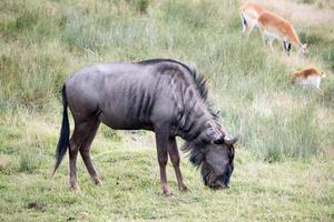 Blue Wildebeest or brindled Gnu photo