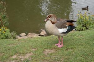 ganso egipcio junto al lago foto